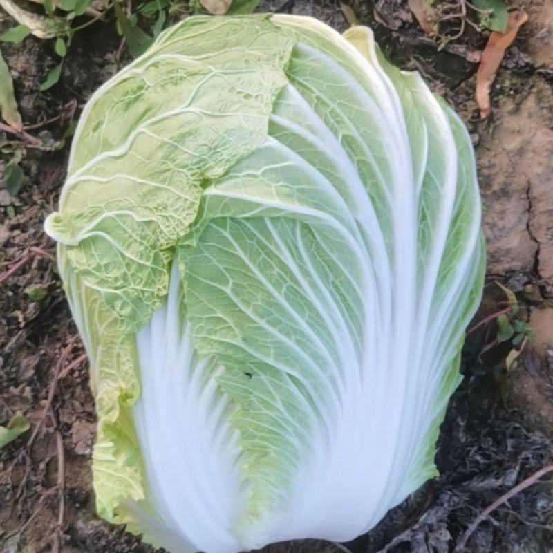 白菜