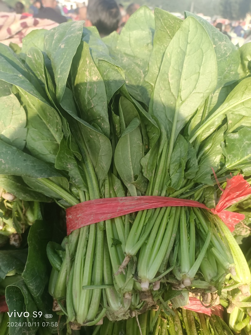 河北冷大棚菠菜大量上市叶片浓绿耐长途运输交通方便