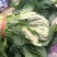 河北冷大棚菠菜大量上市叶片浓绿耐长途运输交通方便