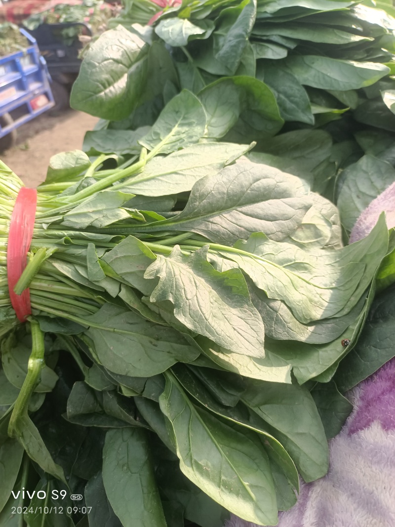 河北冷大棚菠菜大量上市叶片浓绿耐长途运输交通方便