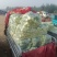 河北冷大棚菠菜大量上市叶片浓绿耐长途运输交通方便