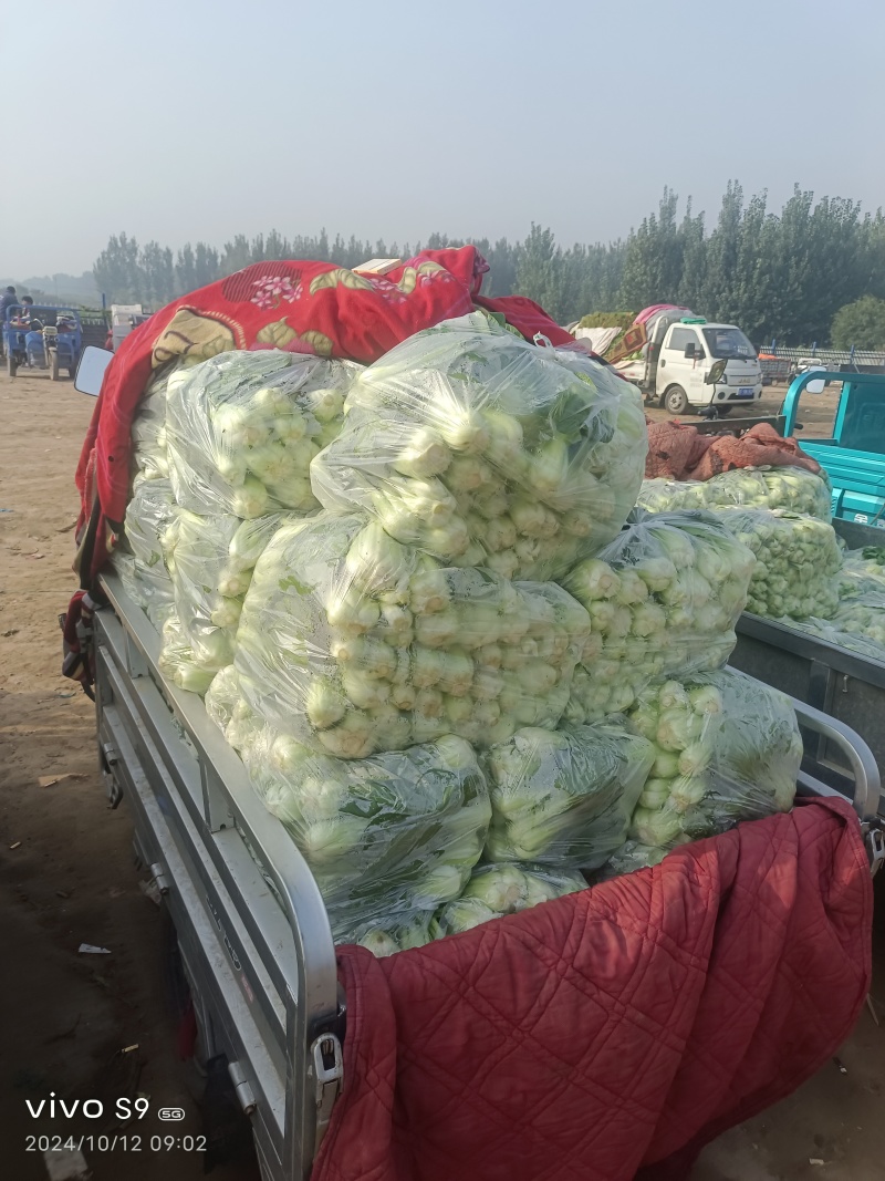 河北冷大棚菠菜大量上市叶片浓绿耐长途运输交通方便