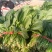 河北冷大棚菠菜大量上市叶片浓绿耐长途运输交通方便