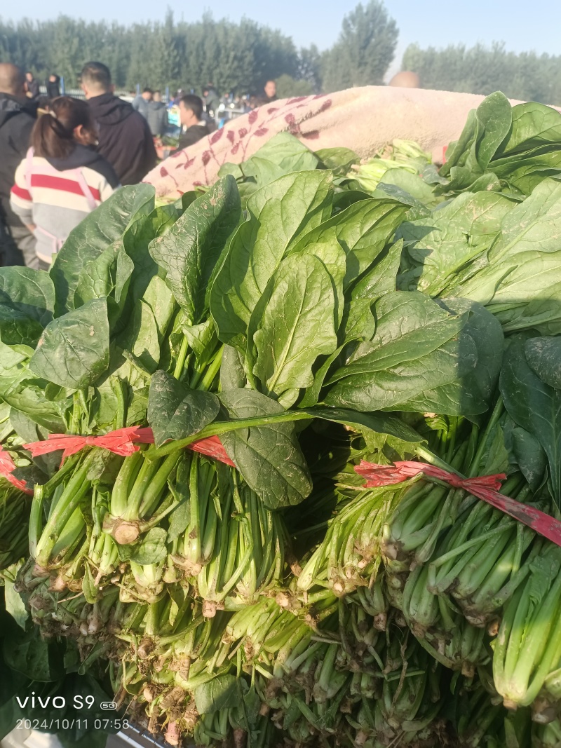 河北冷大棚菠菜大量上市叶片浓绿耐长途运输交通方便