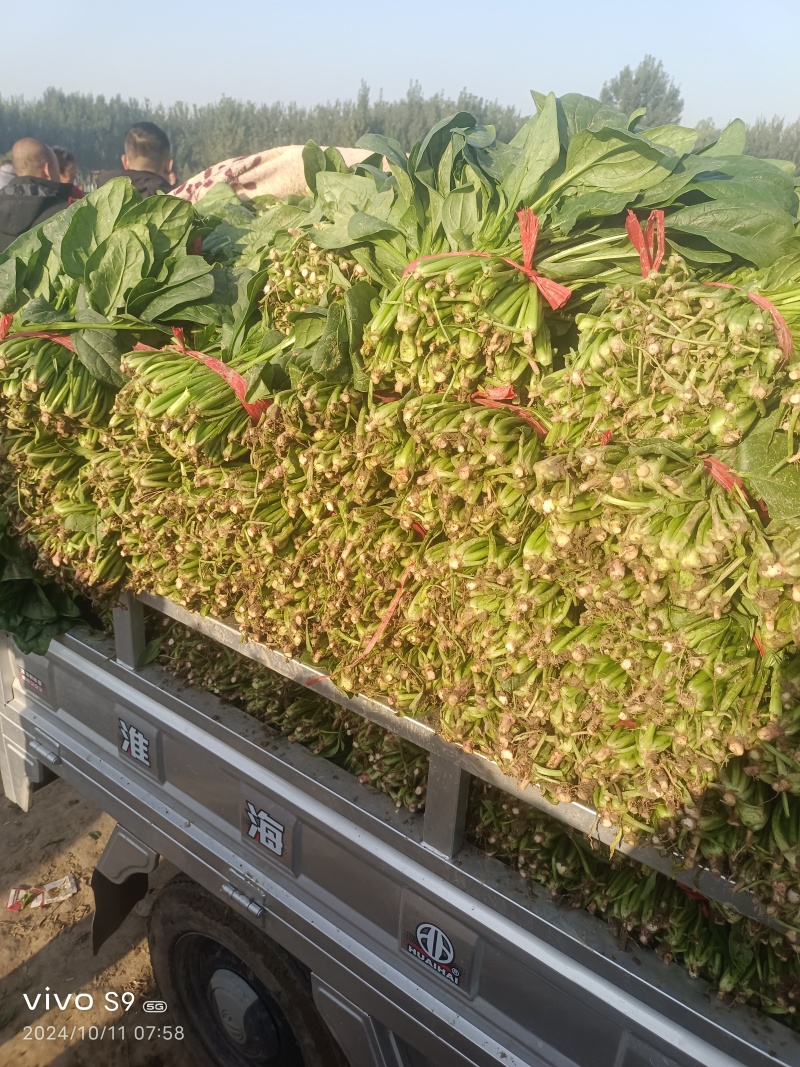 河北冷大棚菠菜大量上市叶片浓绿耐长途运输交通方便