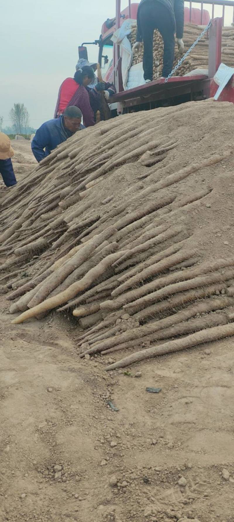 脆脆的九斤黄山药，基地直采，欢迎采购。量大从优，货源充足