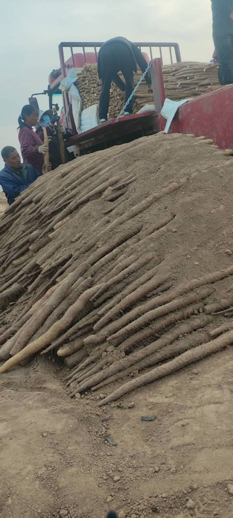 脆脆的九斤黄山药，基地直采，欢迎采购。量大从优，货源充足
