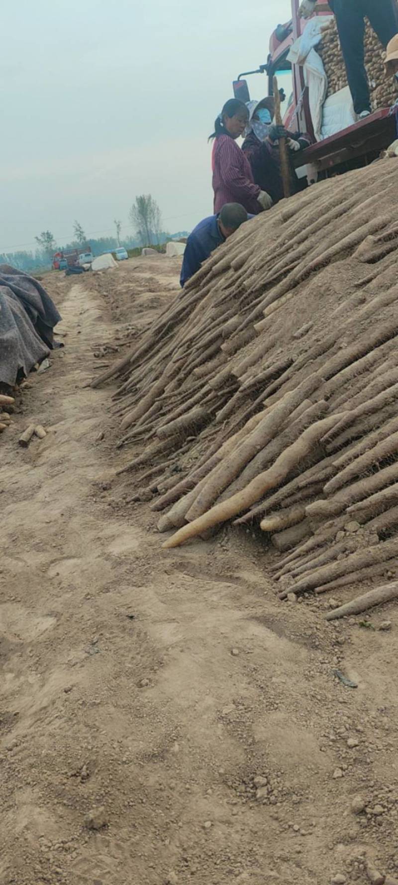脆脆的九斤黄山药，基地直采，欢迎采购。量大从优，货源充足