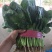 越冬暖棚菠菜大量上市，可对接商超，批发市场欢迎商前来采购