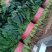 越冬暖棚菠菜大量上市，可对接商超，批发市场欢迎商前来采购