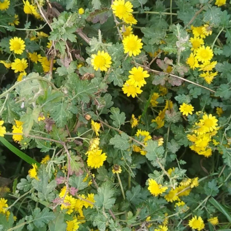 野菊花