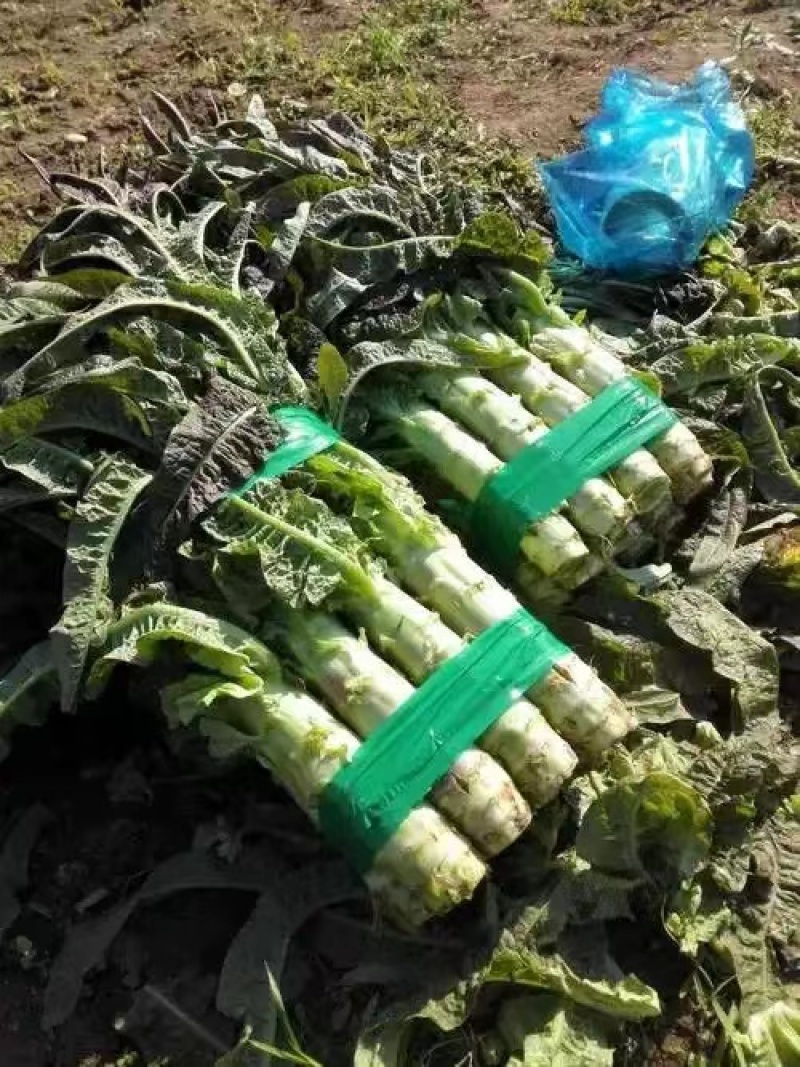 山东蔬菜种苗紫叶莴笋苗莴苣苗基地直发量大优惠