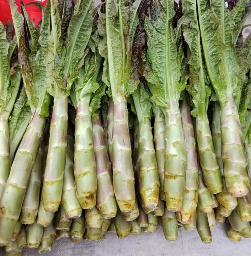 山东蔬菜种苗紫叶莴笋苗莴苣苗基地直发量大优惠