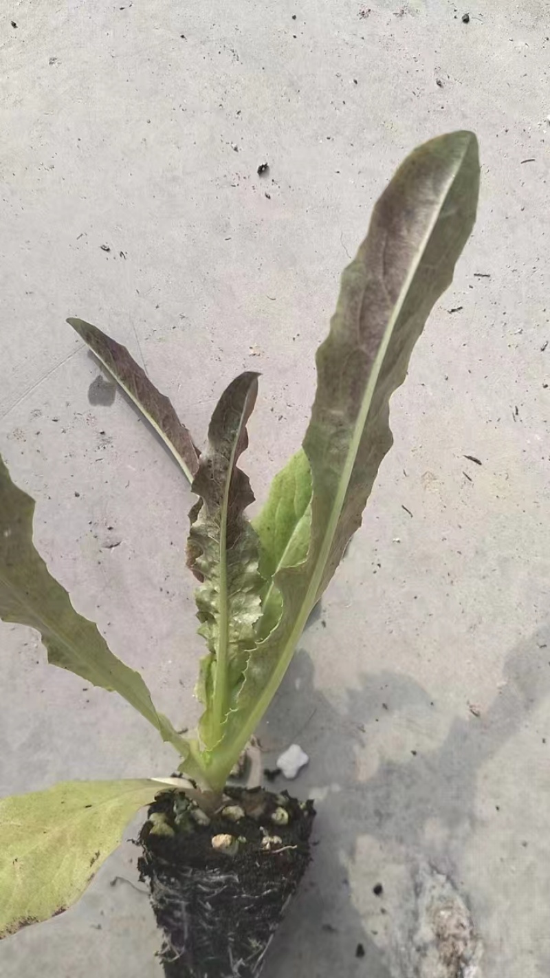 山东蔬菜种苗紫叶莴笋苗莴苣苗基地直发量大优惠