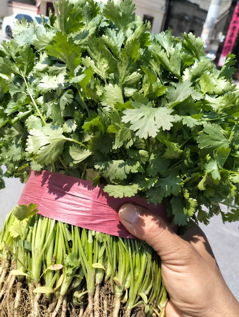 大棚香菜大量上市，可对接商超，批发市场。欢迎客商前来采购