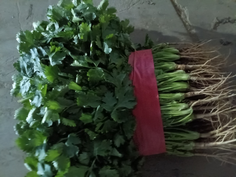 大棚香菜大量上市，可对接商超，批发市场。欢迎客商前来采购