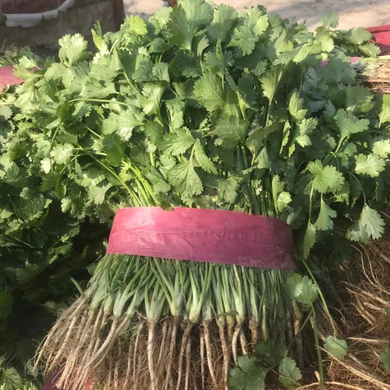 大棚香菜大量上市，可对接商超，批发市场。欢迎客商前来采购
