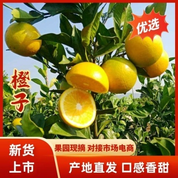 麻阳冰糖橙产地，纯甜无酸，皮薄多汁，批发专业电商整车配货