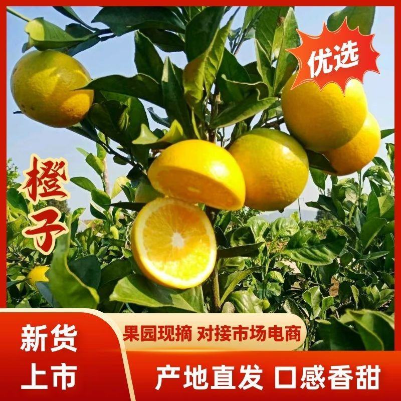 麻阳冰糖橙产地，纯甜无酸，皮薄多汁，批发专业电商整车配货