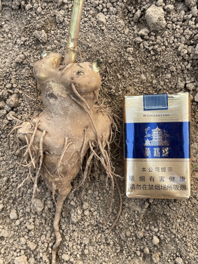一年白术现货80吨有需要抓紧联