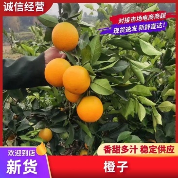 【精选好果】麻阳冰糖橙纯甜不酸，专业对接各大电商，批发商