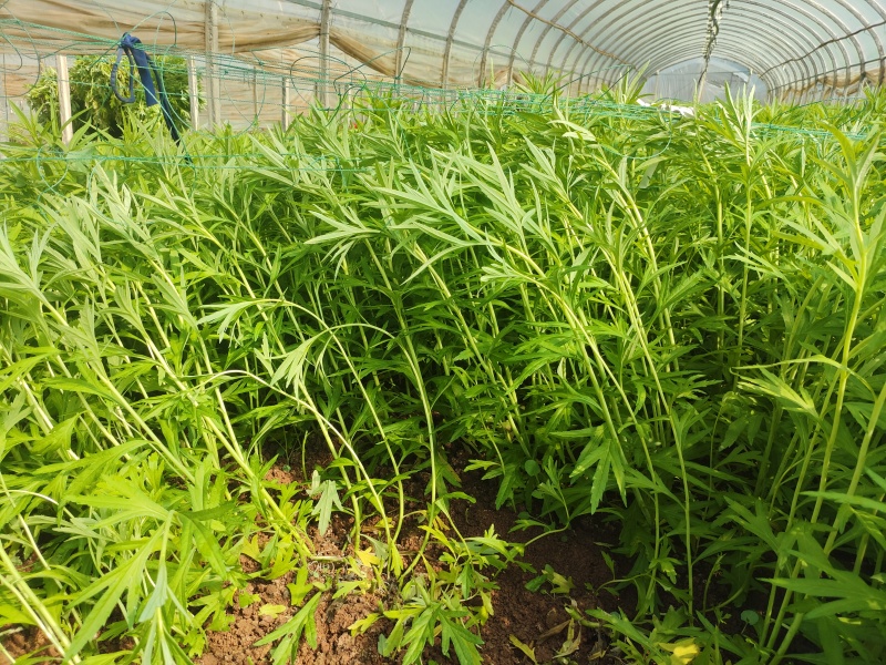 精品芦蒿，产地直发