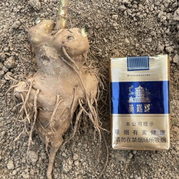一年白术现货80吨有需要抓紧联