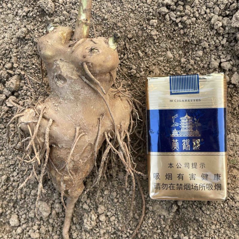 一年白术现货80吨有需要抓紧联