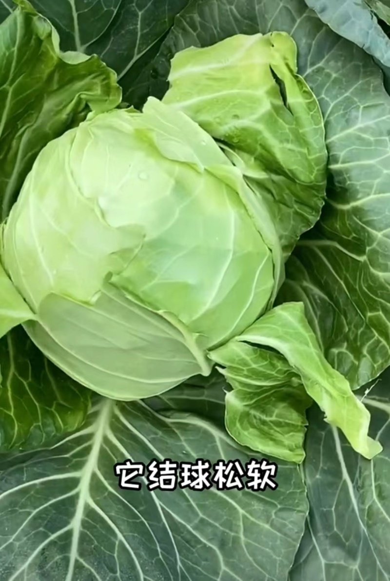腾地方处理20万棵圆包菜甘蓝苗，视频看货