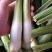 冬茭大量上市，精品茭电商货可持续整车供应，欢迎洽谈合作