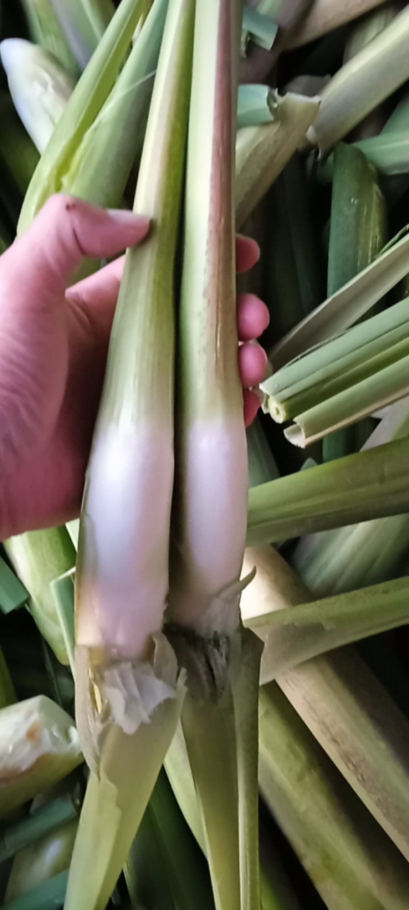 冬茭大量上市，精品茭电商货可持续整车供应，欢迎洽谈合作