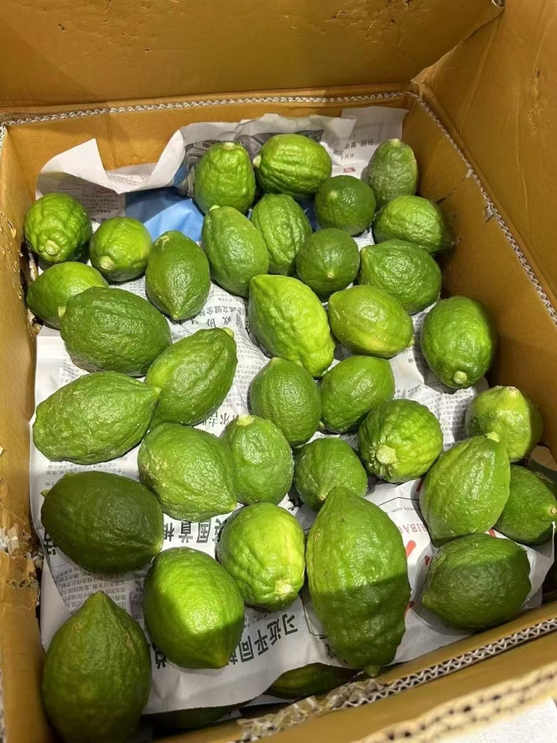云南大理新一代香水柠檬