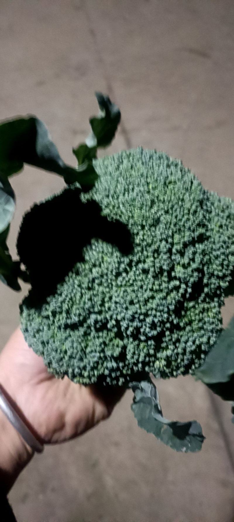 西蓝花
