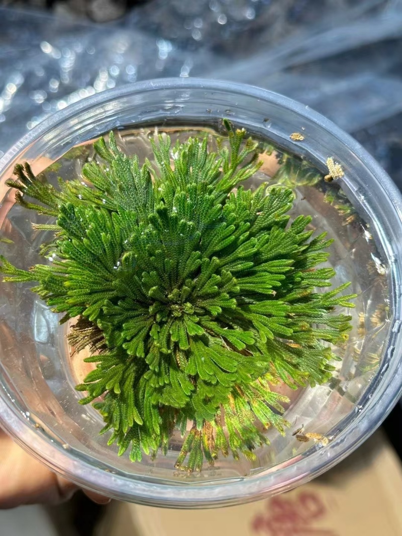 中药材还魂草云南野生九死还魂草产地直供欢迎咨询