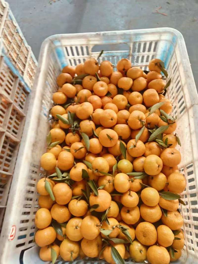南丰蜜橘，纯甜化渣，汁水充足可视频看货