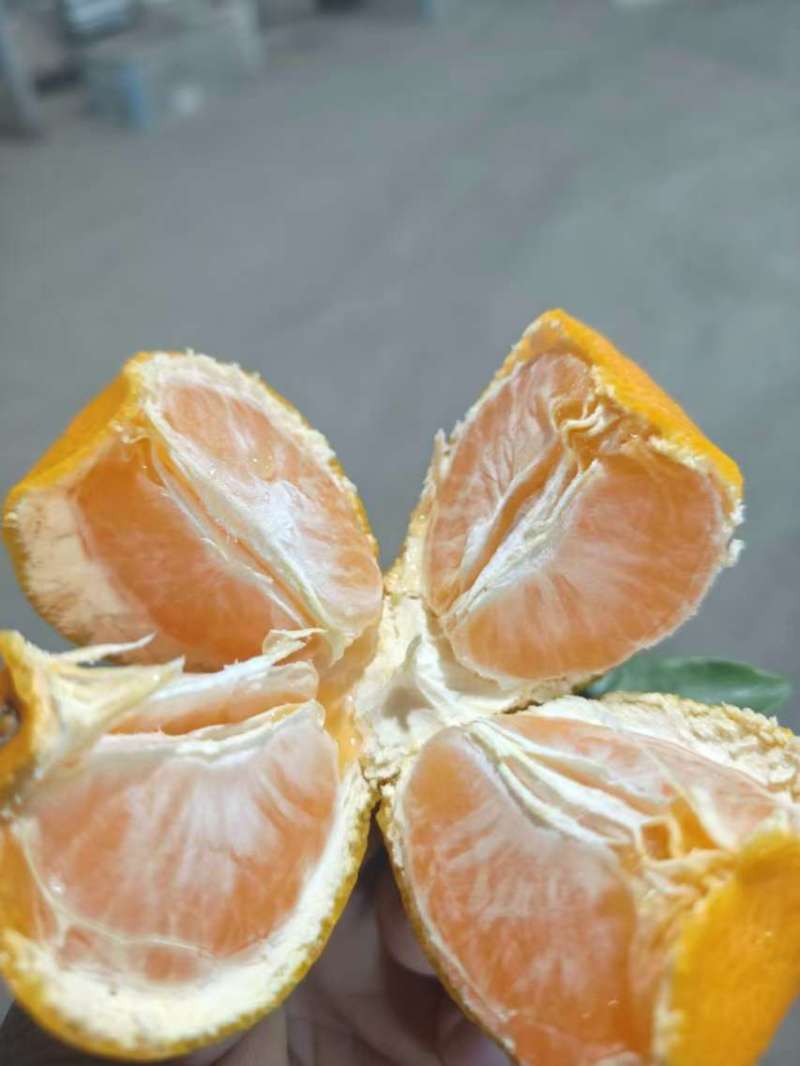 南丰蜜橘，纯甜化渣，汁水充足可视频看货