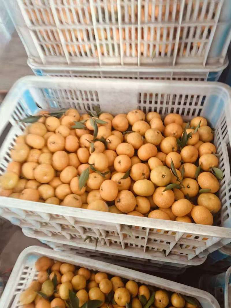 南丰蜜橘，纯甜化渣，汁水充足可视频看货