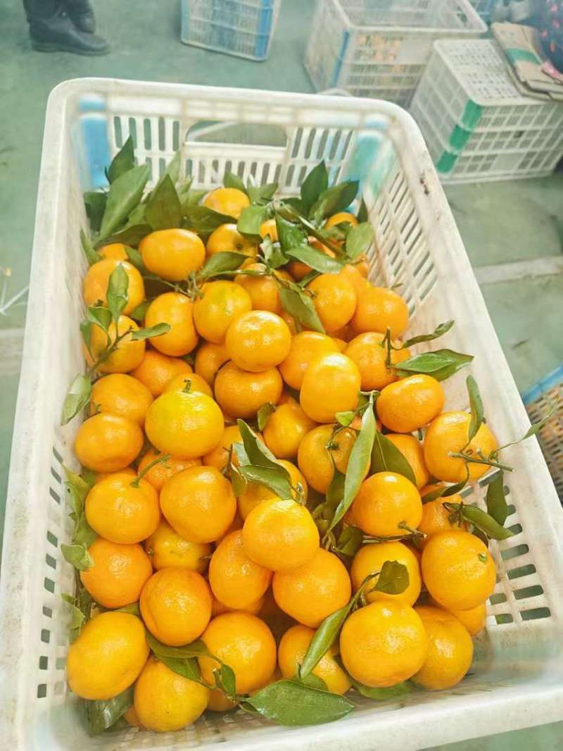 南丰蜜橘，纯甜化渣，汁水充足可视频看货