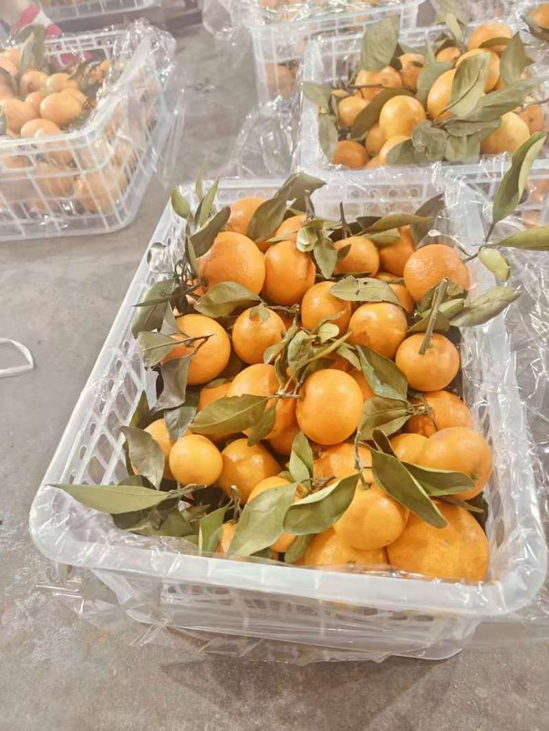 南丰蜜橘，纯甜化渣，汁水充足可视频看货