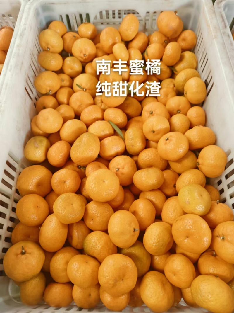南丰蜜橘，纯甜化渣，汁水充足可视频看货