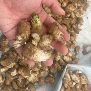 【热卖】推荐玄参芽一手货源品质保障可视频看货欢迎致电