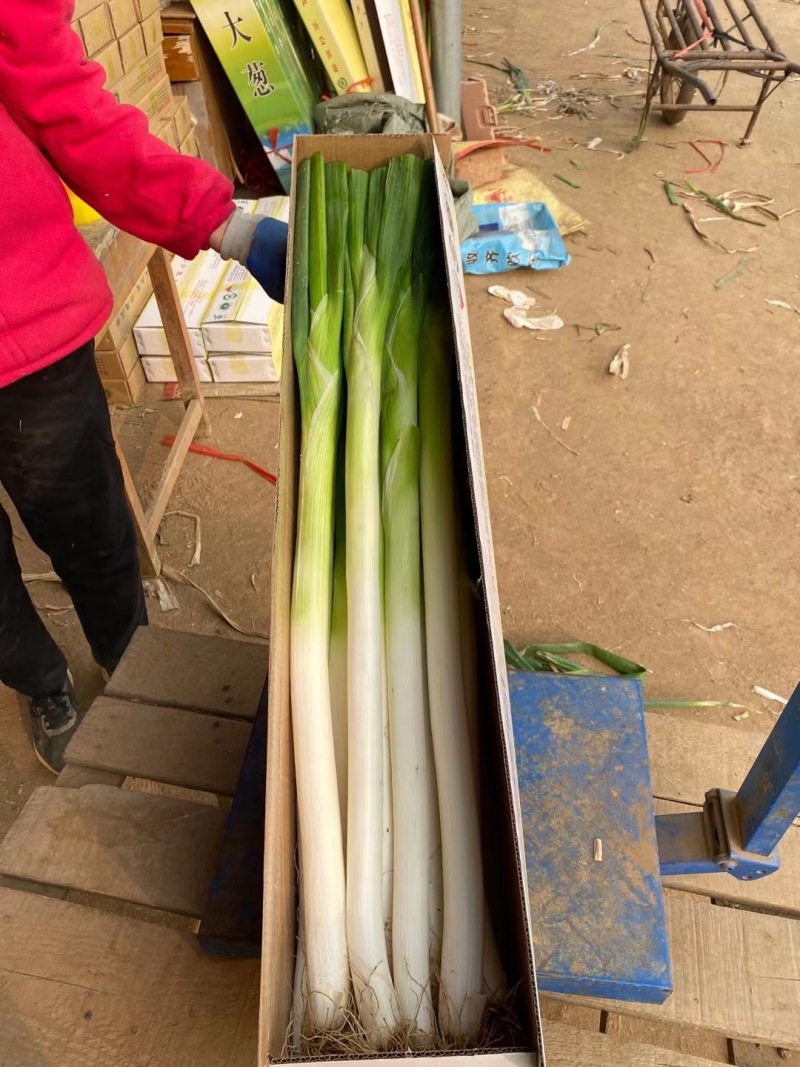 山东章丘大葱产区直发保质保量供货批发零售