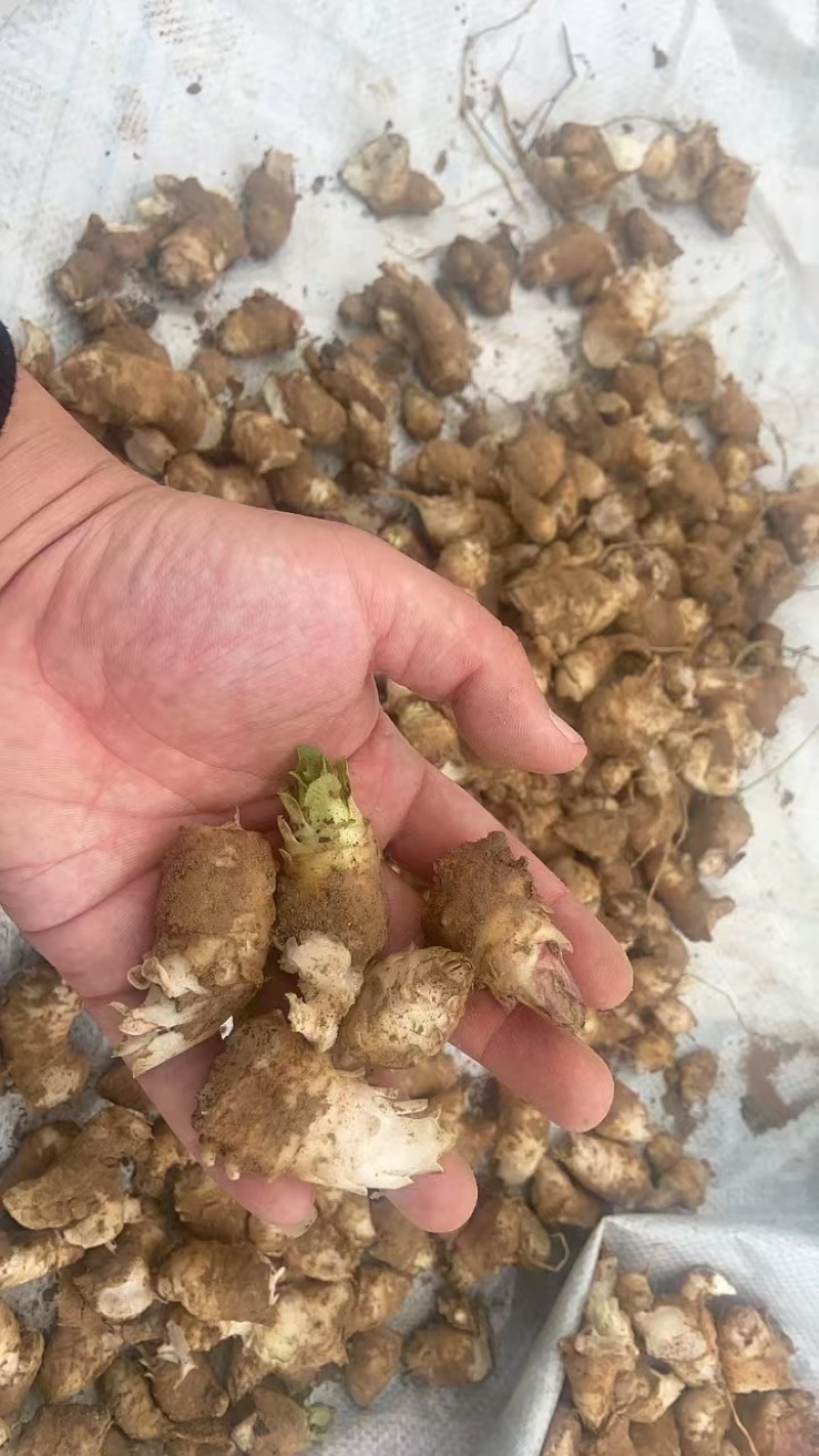 【热卖】推荐玄参芽一手货源品质保障可视频看货欢迎致电