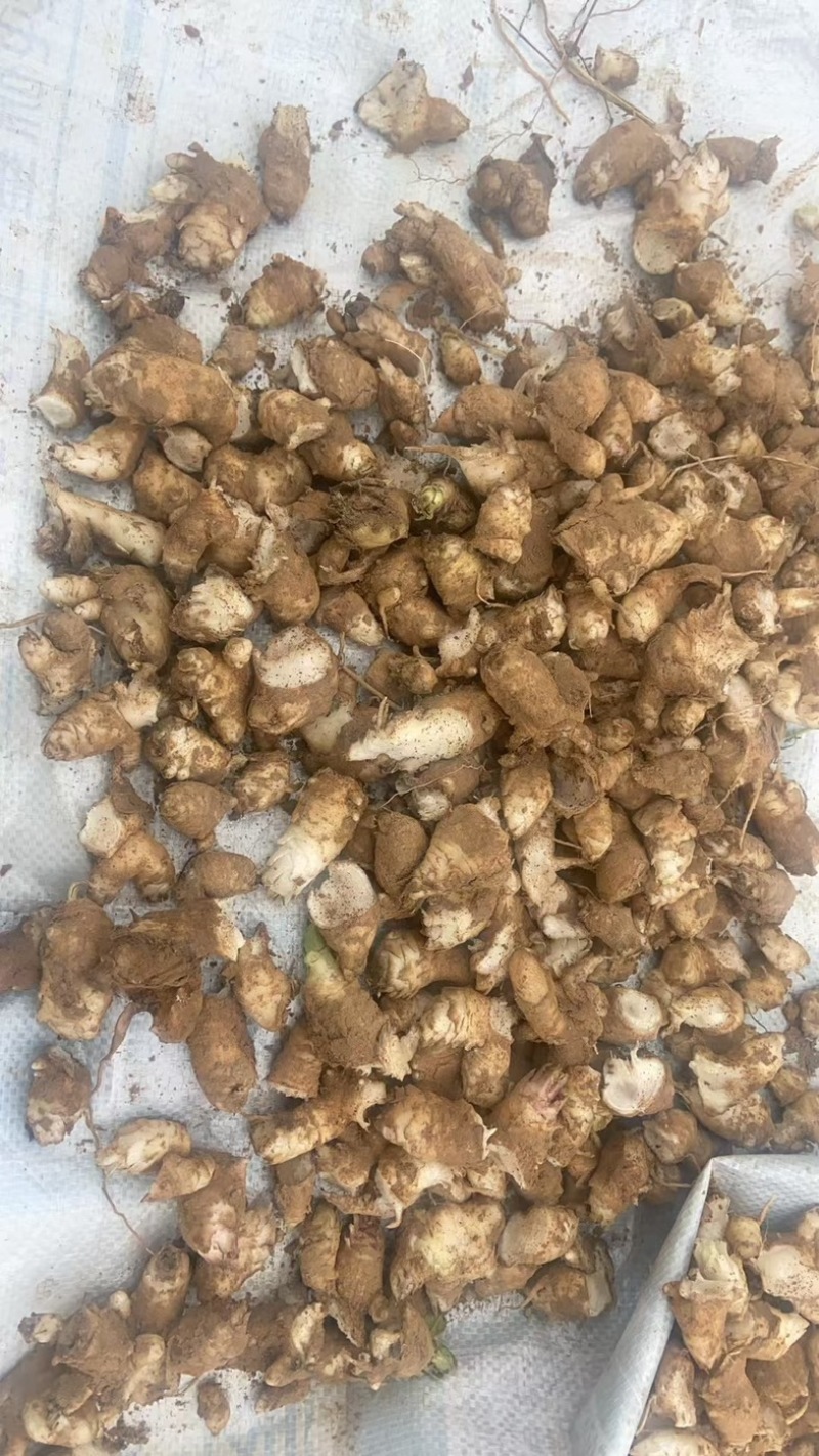 【热卖】推荐玄参芽一手货源品质保障可视频看货欢迎致电
