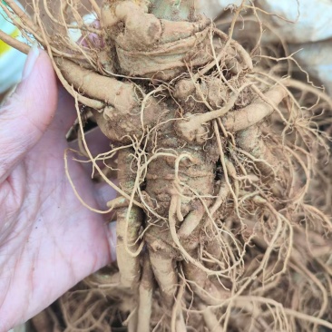 三七根云南文山大三七根精品货源量大从优产地直供