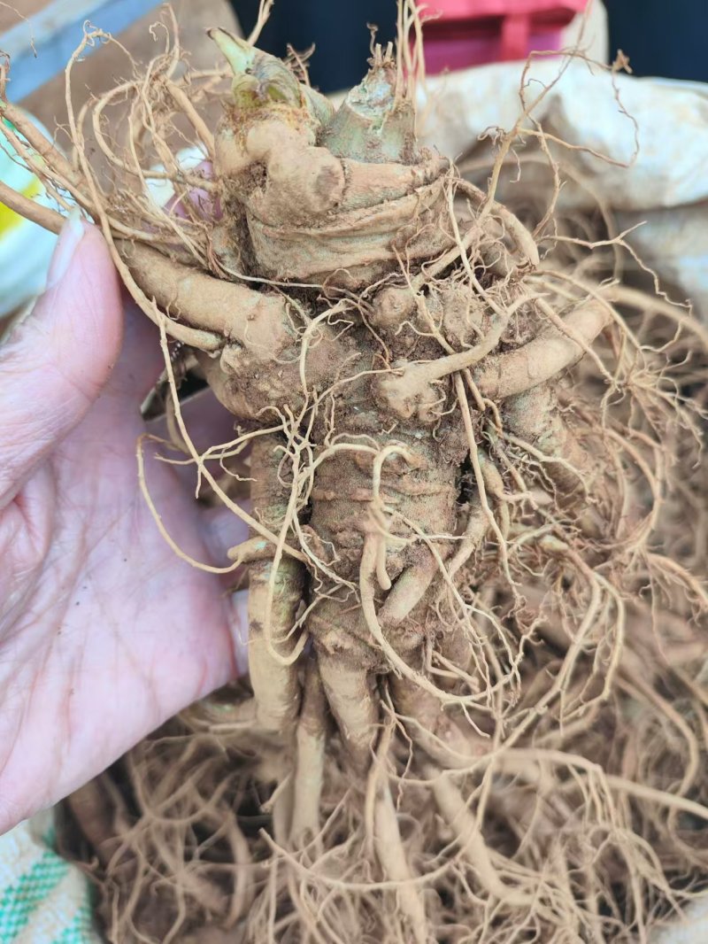 三七根云南文山大三七根精品货源量大从优产地直供