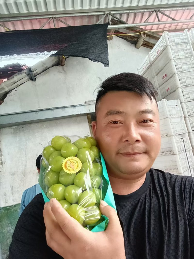 优质阳光玫瑰葡萄产地直供/品质好价格优/对接超市社团