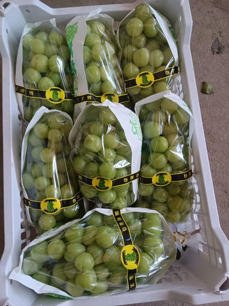 优质阳光玫瑰葡萄产地直供/品质好价格优/对接超市社团