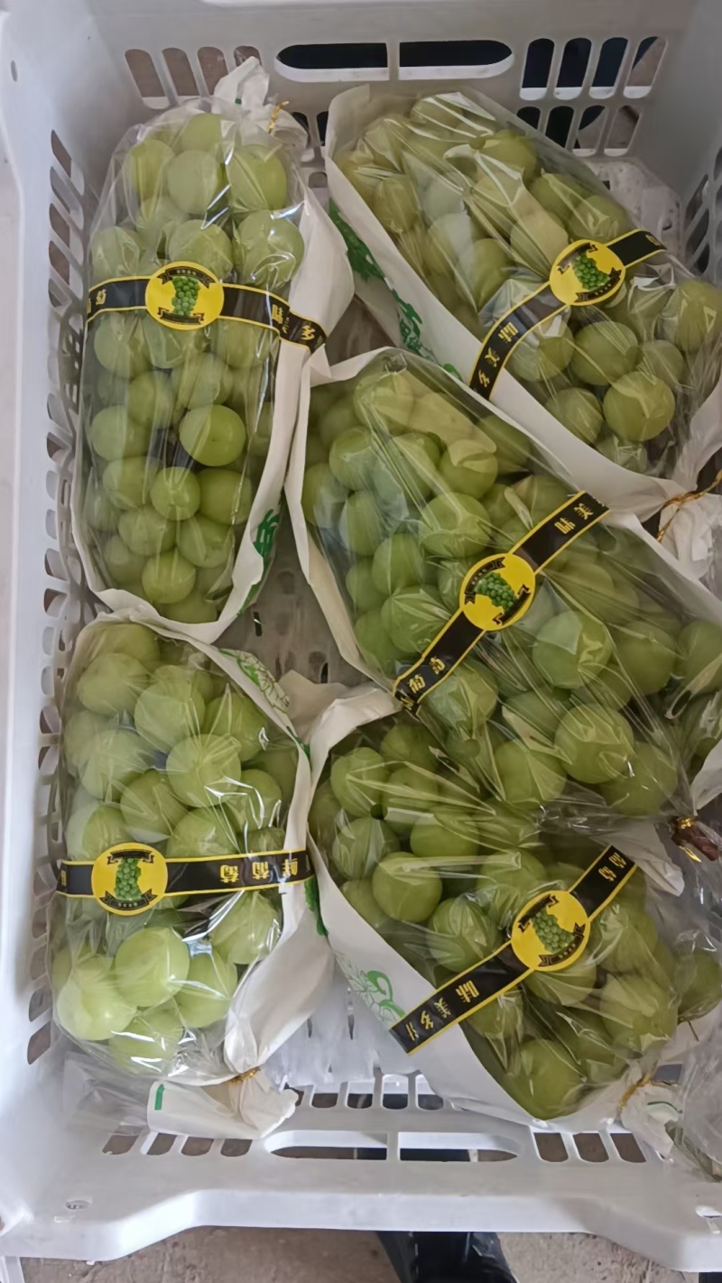 优质阳光玫瑰葡萄产地直供/品质好价格优/对接超市社团