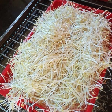 泉水甜口豆芽甜口